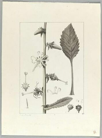 Une plante du jardin de Cels : Michauxia laevigata (Campanulacées), image 2/2