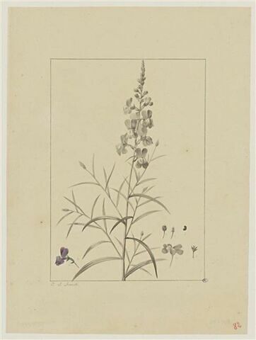 Une plante du jardin de Cels : Antirrhinum bipartitum (Scrofulariacées), image 1/2