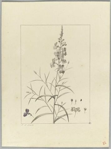 Une plante du jardin de Cels : Antirrhinum bipartitum (Scrofulariacées), image 2/2