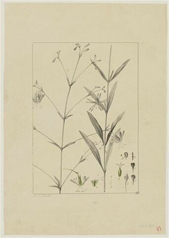 Une plante du jardin de Cels : Silene longipetala (Caryophyllacées), image 1/2