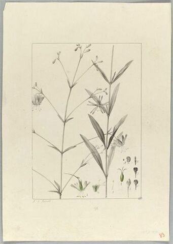 Une plante du jardin de Cels : Silene longipetala (Caryophyllacées), image 2/2