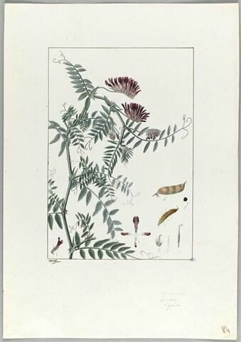 Une plante du jardin de Cels : Vicia atropurpurea, image 2/2