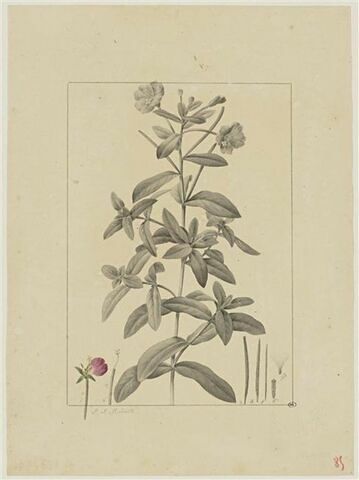 Une plante du jardin de Cels : Epilobium tomentosum (OEnothéracées), image 1/2