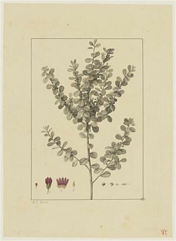 Une plante du jardin de Cels : Myrsini retusa (Myrsinacées), image 1/2