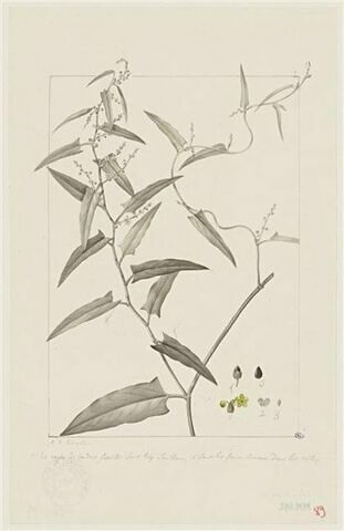 Une plante du jardin de Cels : Polygonum acetosaefolium (Polygonacées)