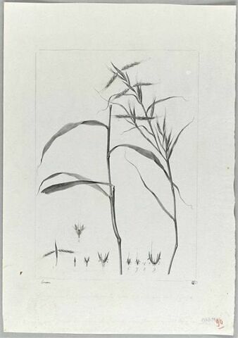 Une plante du jardin de Cels : Andropogon Schoenanthus (Graminées), image 2/2