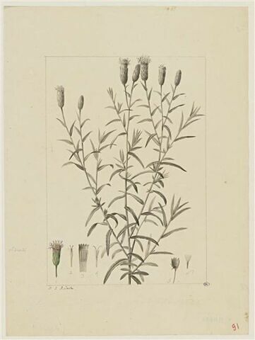 Une plante du jardin de Cels : Kuhnia rosmarinifolia (Composées), image 1/2