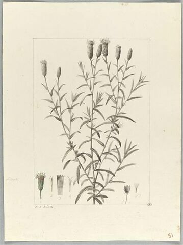 Une plante du jardin de Cels : Kuhnia rosmarinifolia (Composées), image 2/2