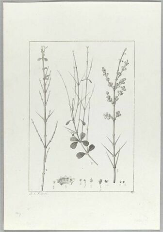 Une plante du jardin de Cels : Colletia obcordata (Rhamnacées), image 2/2
