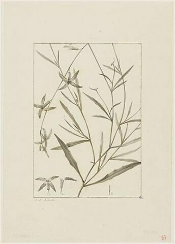 Une plante du jardin de Cels : Cheiranthus longipetalus (Crucifères)