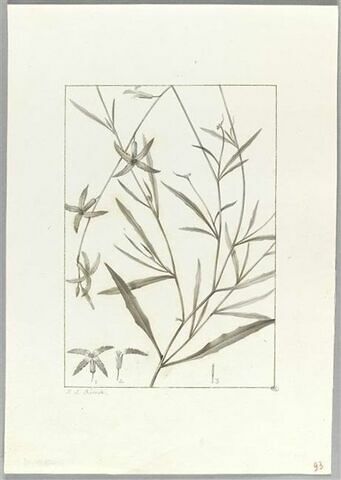 Une plante du jardin de Cels : Cheiranthus longipetalus (Crucifères), image 2/2