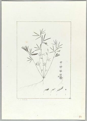 Une plante du jardin de Cels : Orobus saxatilis (Légumineuses), image 2/2