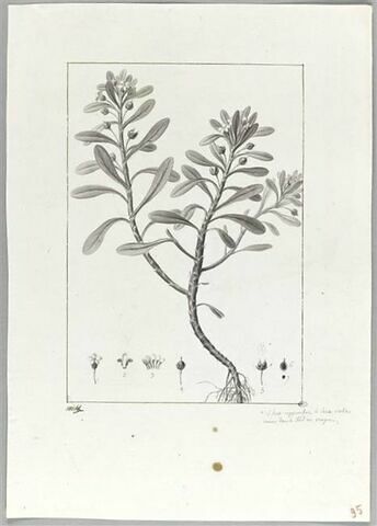 Une plante du jardin de Cels : Lubinia spathulata (Primulacées), image 2/2