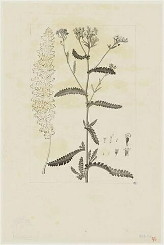 Une plante du jardin de Cels : Achillea asplenifolia (Composées), image 1/2