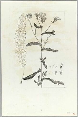 Une plante du jardin de Cels : Achillea asplenifolia (Composées), image 2/2