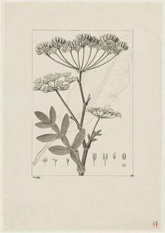 Une plante du jardin de Cels : Laserpitium triquetrum (Ombellifères)