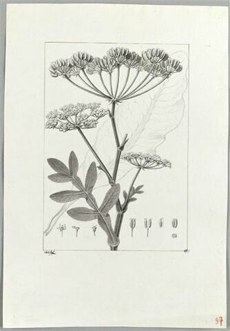 Une plante du jardin de Cels : Laserpitium triquetrum (Ombellifères), image 2/2