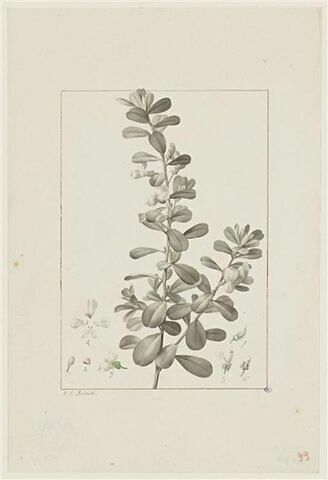Une plante du jardin de Cels : Podalyria cuneifolia (Légumineuses), image 1/2