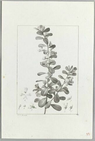 Une plante du jardin de Cels : Podalyria cuneifolia (Légumineuses), image 2/2