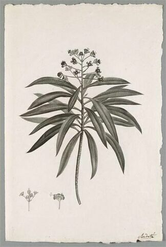 Etude d'une plante : Euphorbia mellifera
