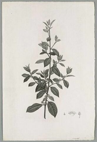 Branche fleurie : Rhamnus Glandulosus
