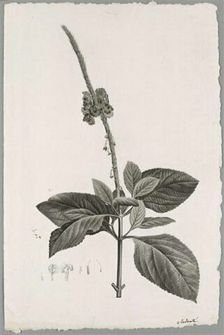 Branche fleurie : Verbena mutabilis
