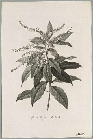 Branche fleurie : Clethra Arborea