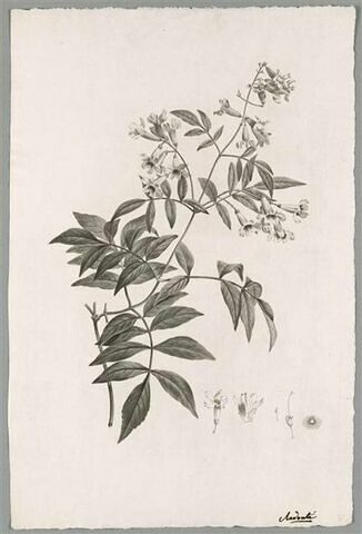 Branche fleurie : Bignonia Pandorea
