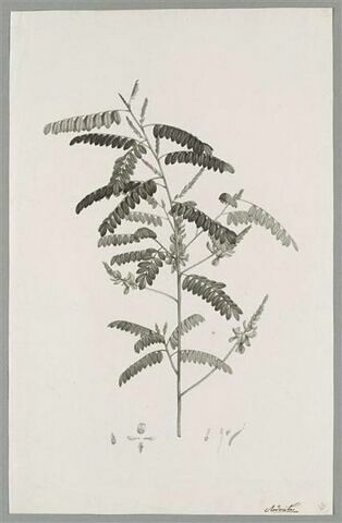 Branche fleurie : Indigofera Macrostachya, image 1/1