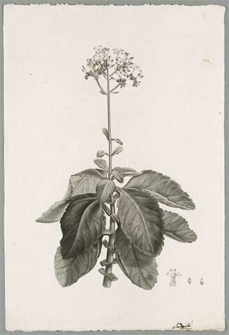 Branche fleurie : Cotyledon Crenata