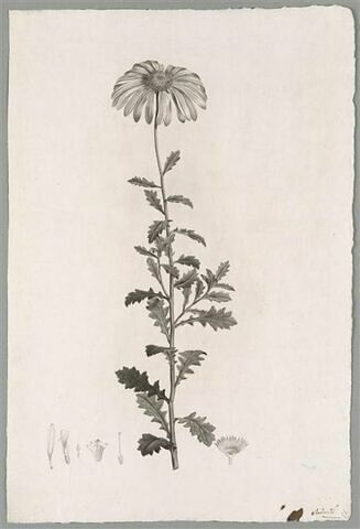 Marguerite (?) : Calendula Chrysantemifolia