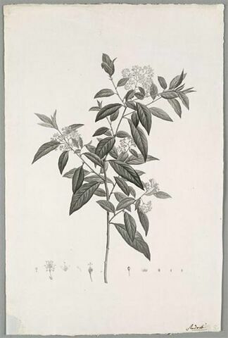 Branche fleurie : Ceanothus Discolor