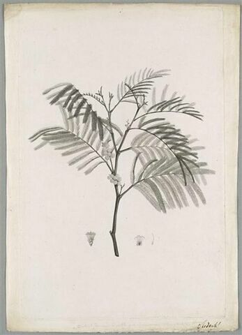 Branche de mimosa : Mimosa Decurrens, image 1/1