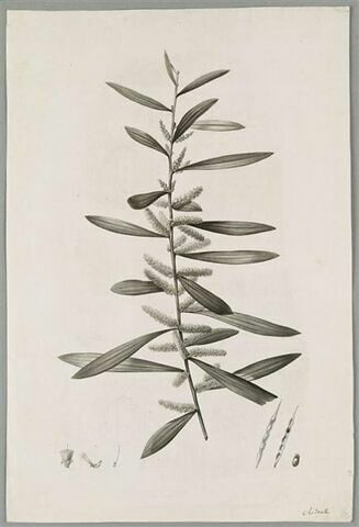 Branche de mimosa : Mimosa Longifolia
