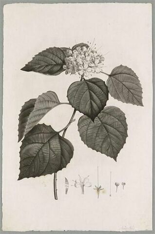 Branche fleurie : Volkameria Fragrans