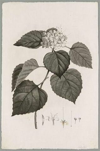 Branche fleurie : Volkameria Fragrans, image 1/1