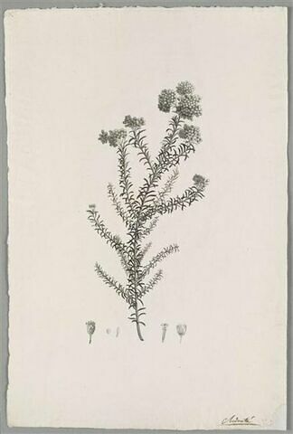 Branche fleurie : Gnaphalium Diosmaefolium