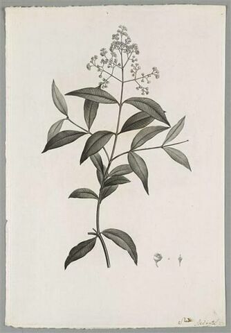 Branche fleurie : Metrosideros Floribunda