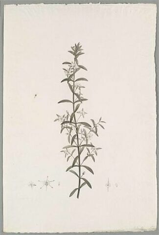 Branche fleurie : Diosma Serratifolia, image 1/1