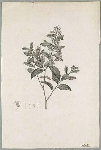 Branche fleurie : Andromeda Ferruginea