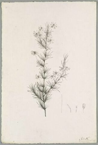Branche fleurie : Aster Filifolius