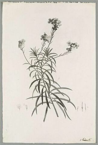 Branche fleurie : Cheiranthus longifolius