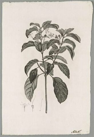 Branche fleurie : Volkameria Tomentosa