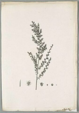 Branche fleurie : Leptospermum Triloculare