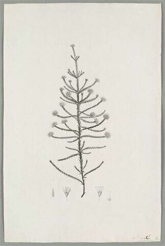 Branche fleurie : Diosma Cerefolium, image 1/1