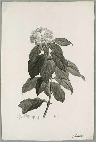 Branche fleurie : Viburnum Rigidum, image 1/1
