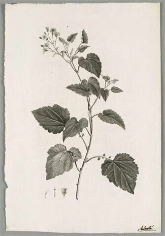 Branche fleurie : Cineraria Populifolia, image 1/1
