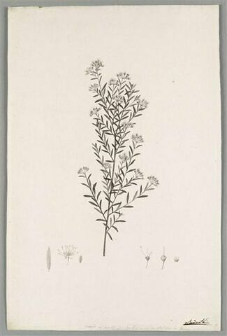 Branche fleurie : Phebalium Squamulosum