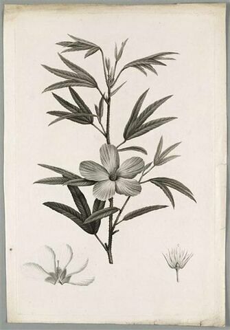 Branche fleurie : Hibiscus Heterophyllus
