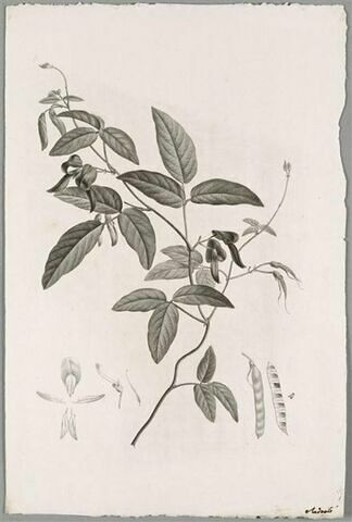 Branche fleurie : Kennedia Rubicunda, image 1/1